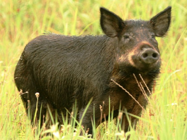 Feral Hog